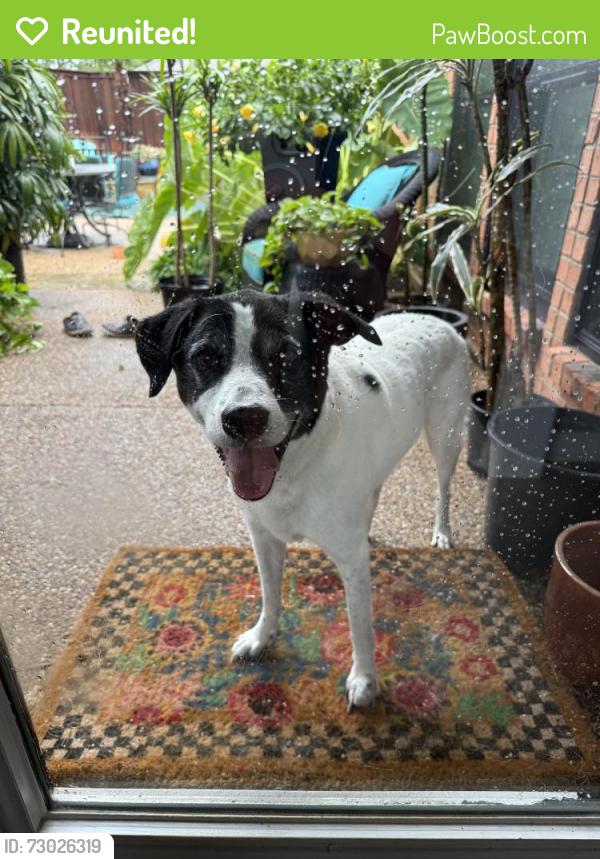Reunited Male Dog last seen Independence & Legacy, Plano, TX 75025