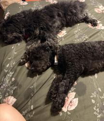 Lost Male Dog last seen south grand prairie high school , Grand Prairie, TX 75052