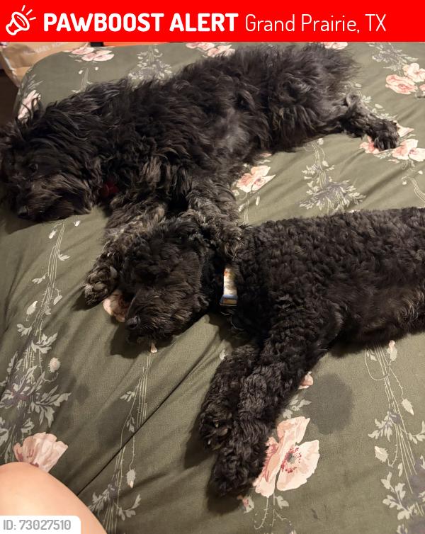 Lost Male Dog last seen south grand prairie high school , Grand Prairie, TX 75052