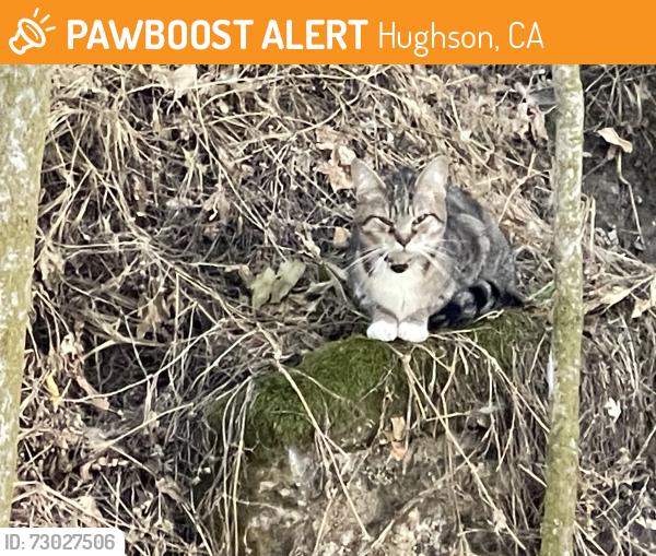 Found/Stray Unknown Cat last seen Dumped at park, Hughson, CA 95326