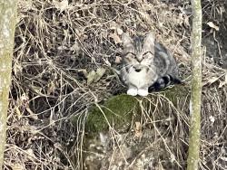 Found/Stray Unknown Cat last seen Dumped at park, Hughson, CA 95326