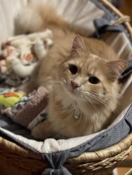 Lost Male Cat last seen Near Cochran rd Clemson SC 29631, Clemson, SC 29631