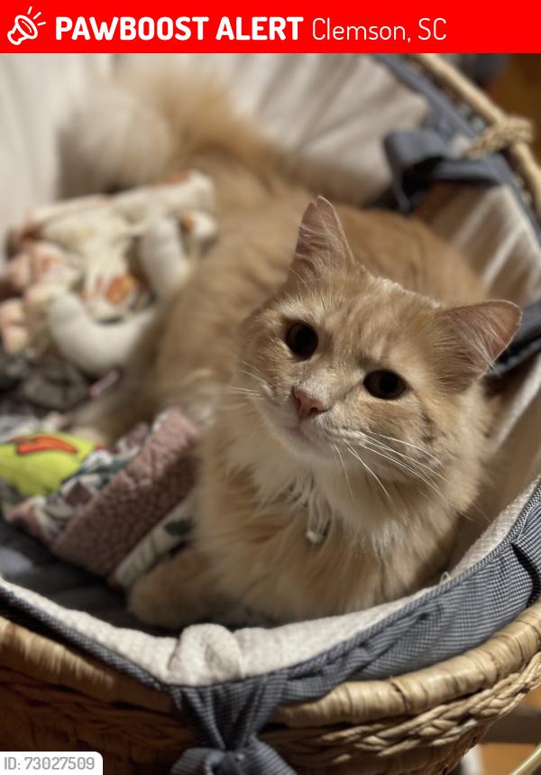 Lost Male Cat last seen Near Cochran rd Clemson SC 29631, Clemson, SC 29631