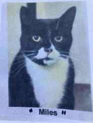 Lost Male Cat last seen 152nd St W, Lynnwood WA, Lynnwood, WA 98087