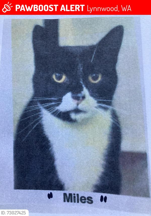 Lost Male Cat last seen 152nd St W, Lynnwood WA, Lynnwood, WA 98087