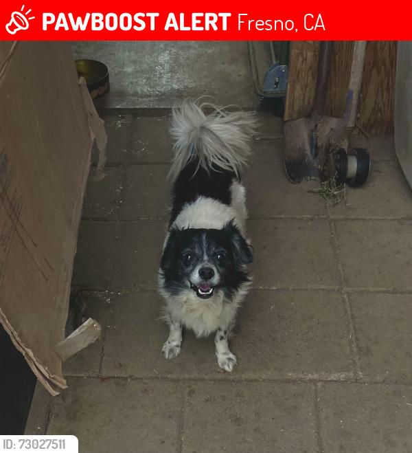 Lost Male Dog last seen Church and Chestnut, Fresno, CA 93725