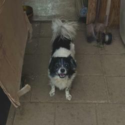 Lost Male Dog last seen Church and Chestnut, Fresno, CA 93725