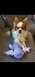 Reunited Male Dog last seen Missouri State Rd , Arnold, MO 63010