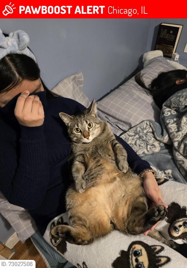 Lost Male Cat last seen .., Chicago, IL 60634
