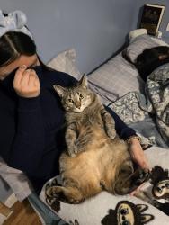 Lost Male Cat last seen .., Chicago, IL 60634