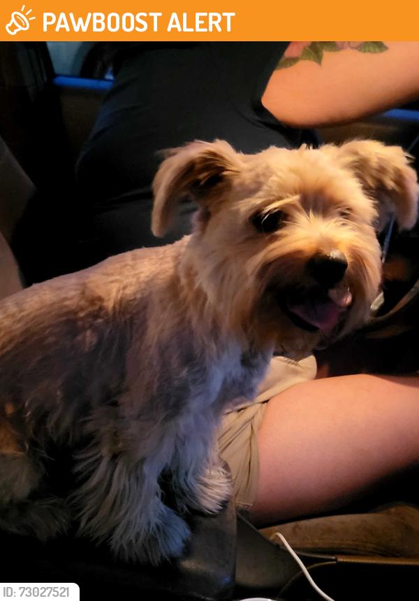 Found/Stray Male Dog last seen Clark Ave and 9th st Hacienda Heigths CA 91745, Hacienda Heights, CA 91745