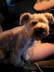 Found/Stray Male Dog last seen Clark Ave and 9th st Hacienda Heigths CA 91745, Hacienda Heights, CA 91745