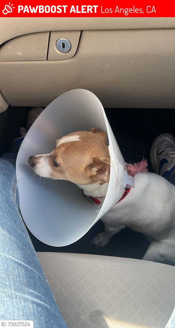 Lost Male Dog last seen Snow Dr and Dobinson St, Los Angeles, CA 90063