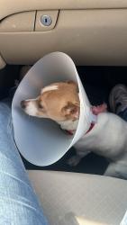 Lost Male Dog last seen Snow Dr and Dobinson St, Los Angeles, CA 90063