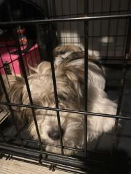 Found/Stray Male Dog last seen Smithfield, Smithfield, NC 27520
