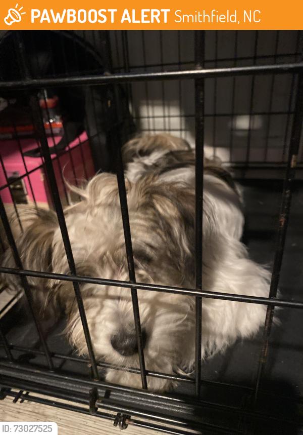 Found/Stray Male Dog last seen Smithfield, Smithfield, NC 27520