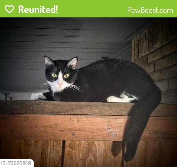 Reunited Male Cat last seen Near Rickshaw Dr, Dallas, TX 75229