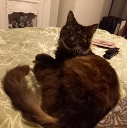 Reunited Male Cat last seen Carlton park avenue , Raynes Park, England SW20 8BL