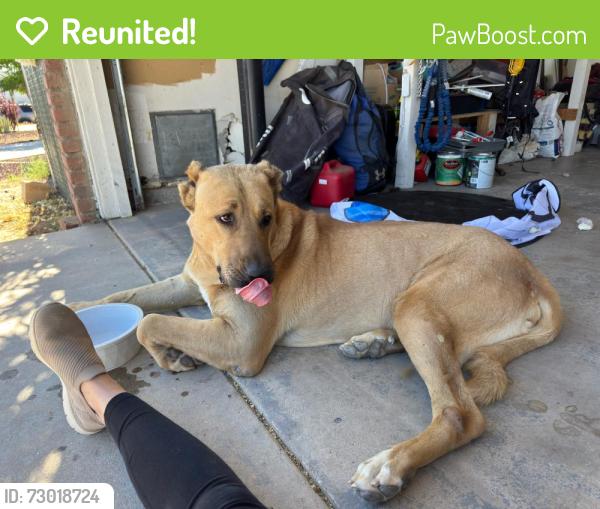 Reunited Male Dog last seen Peach, Hesperia, CA 92345