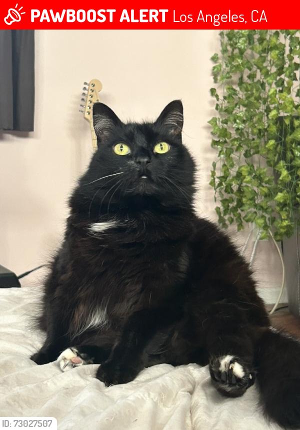 Lost Female Cat last seen Fallbrook Avenue, by the UCLA West Valley Medical Center, Los Angeles, CA 91307