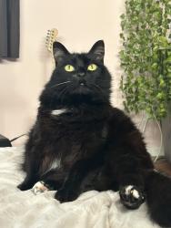 Lost Female Cat last seen Fallbrook Avenue, by the UCLA West Valley Medical Center, Los Angeles, CA 91307