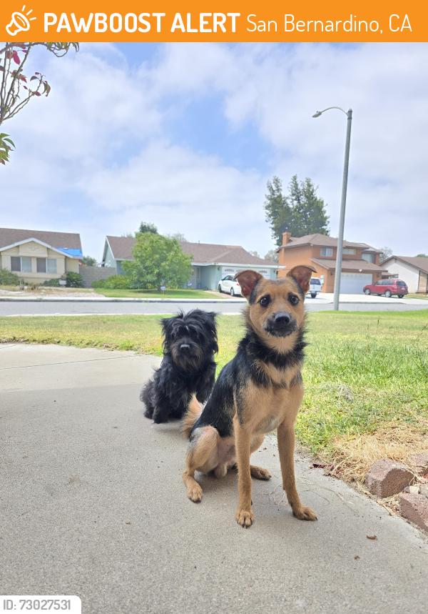 Found/Stray Male Dog last seen Mill st & Pennsylvania Ave, San Bernardino, CA 92410