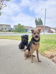 Found/Stray Male Dog last seen Mill st & Pennsylvania Ave, San Bernardino, CA 92410