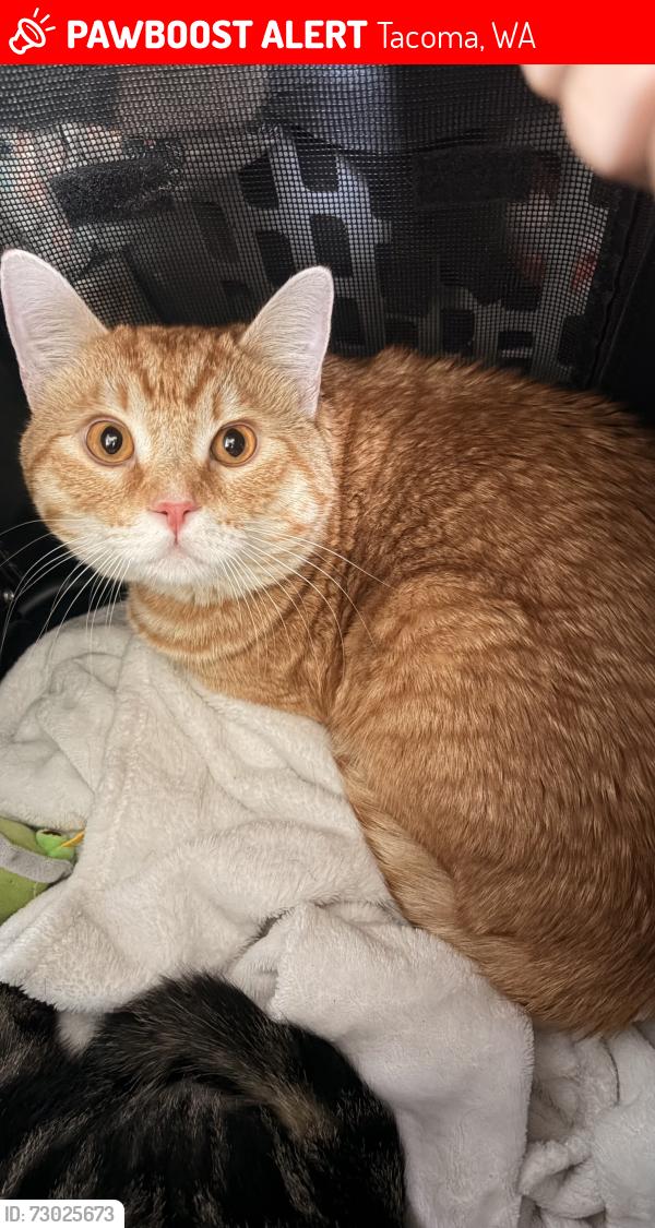 Lost Male Cat last seen Custer elementary school, fairway rd sw, leschi dr sw, Tacoma, WA 98498