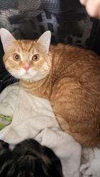 Lost Male Cat last seen Custer elementary school, fairway rd sw, leschi dr sw, Tacoma, WA 98498