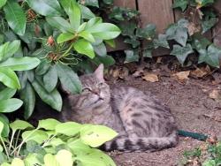 Found/Stray Unknown Cat last seen 66th & E St, Springfield, OR 97478