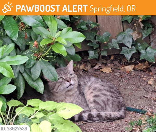 Found/Stray Unknown Cat last seen 66th & E St, Springfield, OR 97478