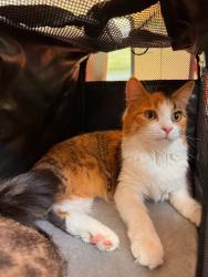 Lost Female Cat last seen Crimdon dene caravan park, Crimdon, England TS27 4BL