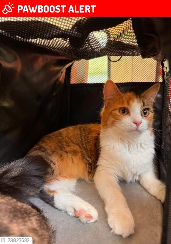 Lost Female Cat last seen Crimdon dene caravan park, Crimdon, England TS27 4BL