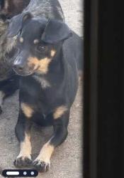 Lost Male Dog last seen Stonewood dr and Oakwood dr, Carrollton, TX 75006