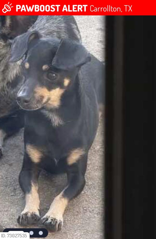 Lost Male Dog last seen Stonewood dr and Oakwood dr, Carrollton, TX 75006