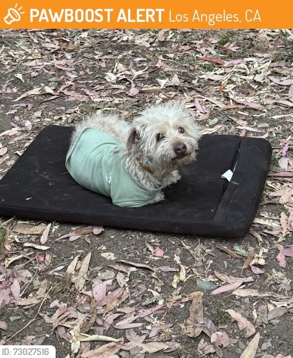 Found/Stray Male Dog last seen Lankershim between Sherman Way and Saticoy, Los Angeles, CA 91605