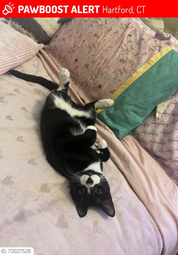 Lost Male Cat last seen Pope park, Hartford, CT 06106