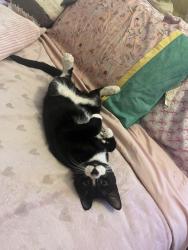 Lost Male Cat last seen Pope park, Hartford, CT 06106