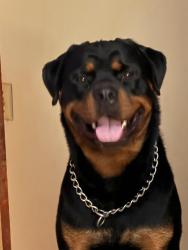 Reunited Female Dog last seen Spinning and Sheller ave, Dayton, OH 45432