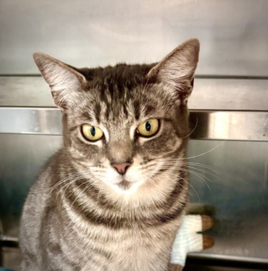 Shelter Stray Female Cat last seen , 11361 W Pico Blvd, Los Angeles, CA 90064, USA