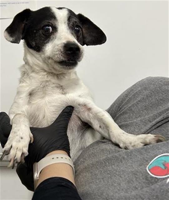 Shelter Stray Male Dog last seen Near BLOCK E BELLAIRE WAY, FRESNO CA 93726 5201, 5277 E Airways Blvd, Fresno, CA 93727, USA