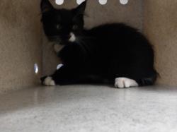 Shelter Stray Female Cat last seen , 11361 W Pico Blvd, Los Angeles, CA 90064, USA