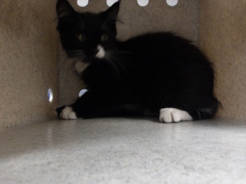 Shelter Stray Female Cat last seen , 11361 W Pico Blvd, Los Angeles, CA 90064, USA