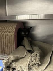 Shelter Stray Male Cat last seen , 11361 W Pico Blvd, Los Angeles, CA 90064, USA