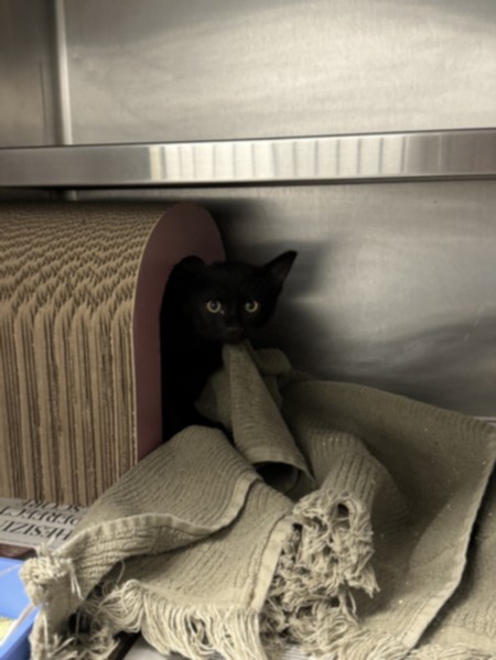 Shelter Stray Male Cat last seen , 11361 W Pico Blvd, Los Angeles, CA 90064, USA