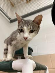 Shelter Stray Female Cat last seen , 201 S Mt Vernon Ave, Bakersfield, CA 93307, USA