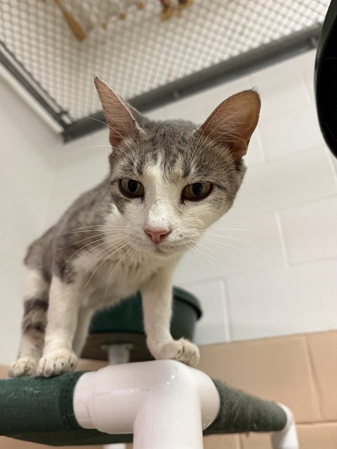 Shelter Stray Female Cat last seen , 201 S Mt Vernon Ave, Bakersfield, CA 93307, USA