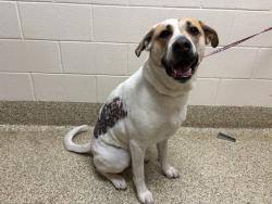 Shelter Stray Male Dog last seen Near BLOCK E PALMER DR, CASTLE ROCK CO 80104, 610 Abbot Ln, Colorado Springs, CO 80905, USA