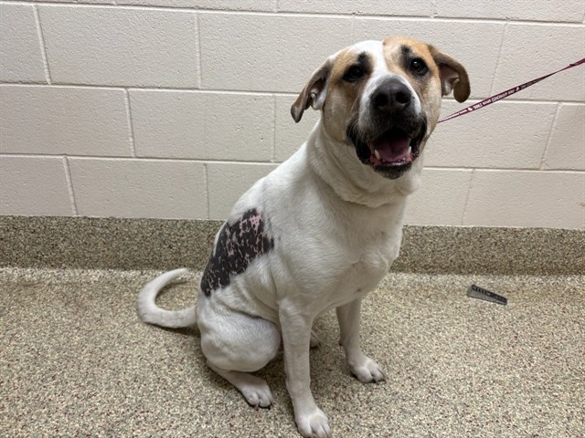 Shelter Stray Male Dog last seen Near BLOCK E PALMER DR, CASTLE ROCK CO 80104, 610 Abbot Ln, Colorado Springs, CO 80905, USA