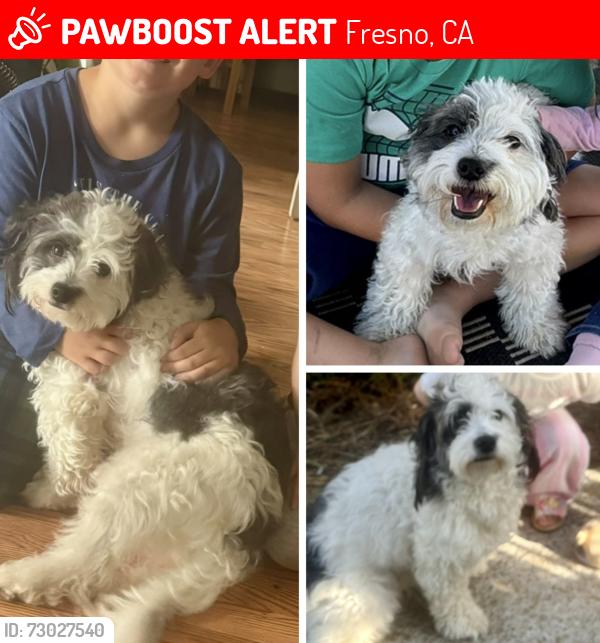 Lost Female Dog last seen Belmont & Fowler, Fresno, CA 93727
